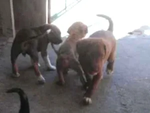 Cachorro raça Srd idade Abaixo de 2 meses nome Sem nomes