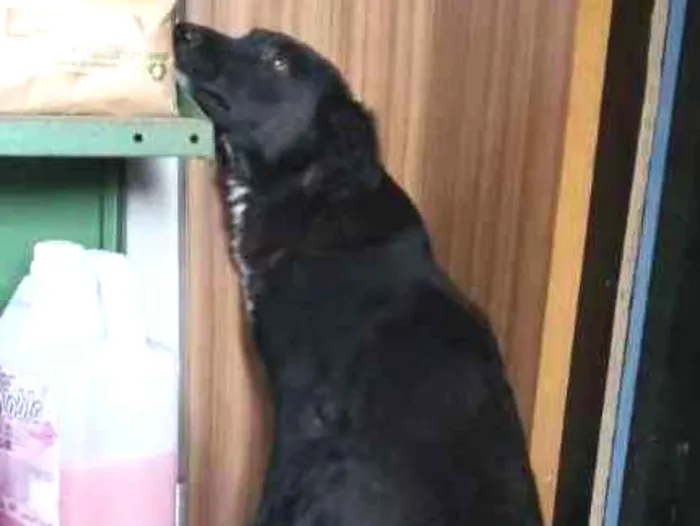 Cachorro ra a SRD (mas parece Boder Collie) idade 2 anos nome FRAN