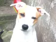 Pipoca