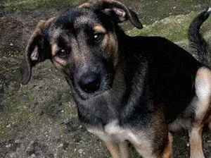 Cachorro raça Sem raça definida idade 3 anos nome Arthur