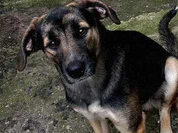 Cachorro ra a Sem raça definida idade 3 anos nome Arthur