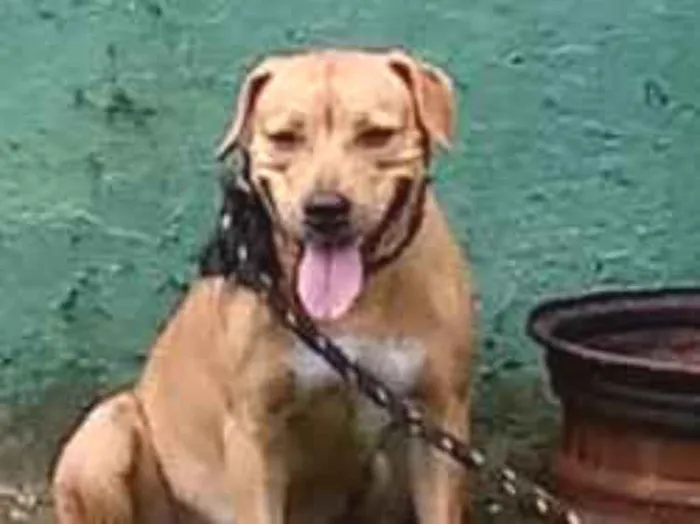 Cachorro ra a Mestiça com pitbull idade 1 ano nome Lupita