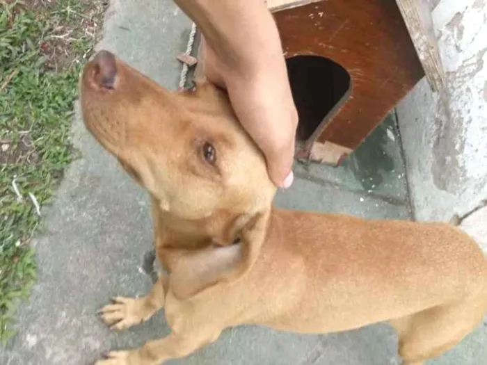 Cachorro ra a Salcichinha/bacet idade 3 anos nome Tchaca