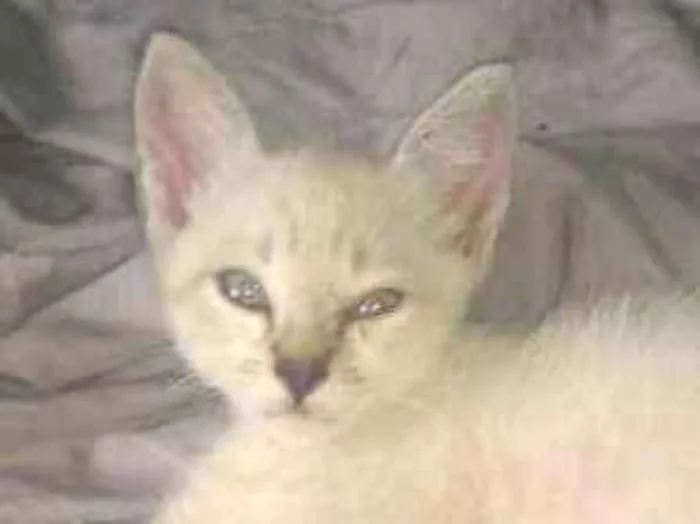 Gato ra a Siamês idade 2 a 6 meses nome Ainda sem nome