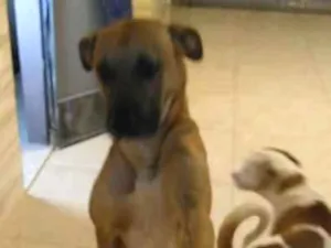 Cachorro raça RND idade 2 anos nome ZEUS