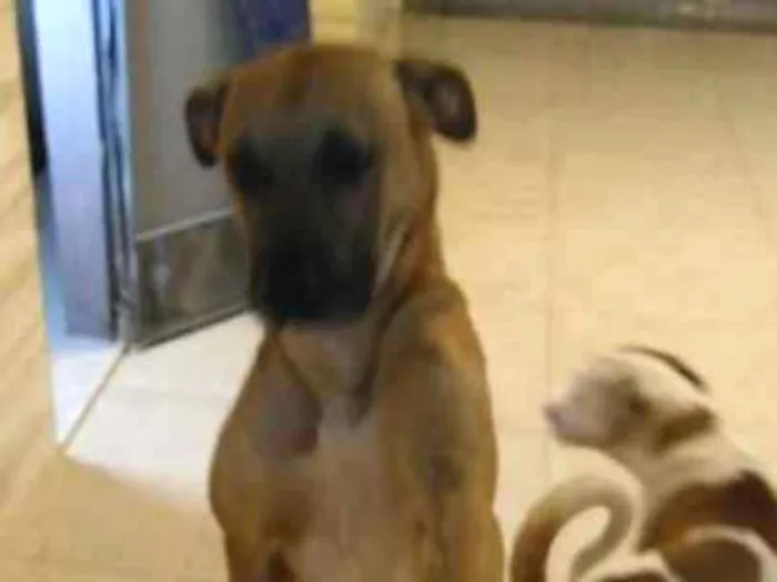 Cachorro ra a RND idade 2 anos nome ZEUS