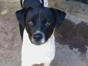 Cachorro raça Vira lata idade  nome Nao possui nome