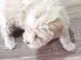 Candinho