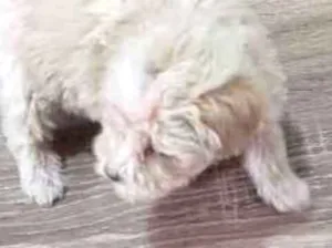 Cachorro raça Lhasa Apso idade Abaixo de 2 meses nome Candinho