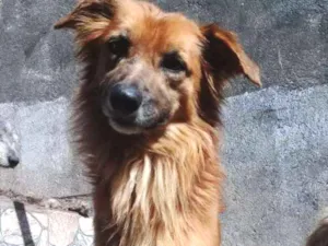 Cachorro raça Vira lata idade  nome Nao possui nome