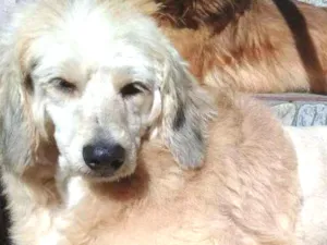 Cachorro raça Poodle idade  nome Não possui nome