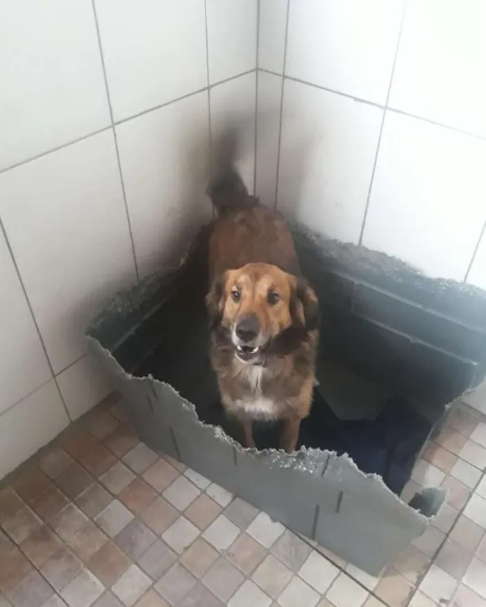 Cachorro ra a SRD idade 2 anos nome Delo
