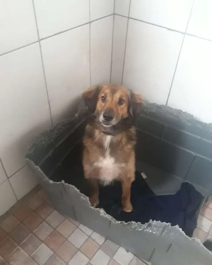 Cachorro ra a SRD idade 2 anos nome Delo