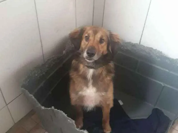 Cachorro ra a SRD idade 2 anos nome Delo