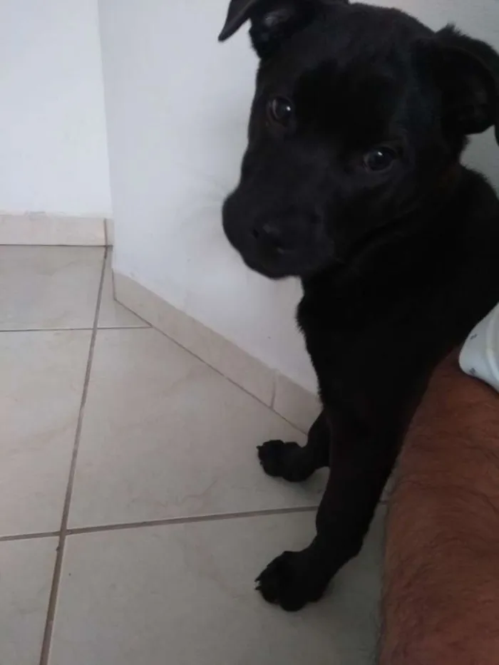 Cachorro ra a Chow-Chow / Vila lata idade 2 a 6 meses nome Apolo