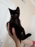 VIKI