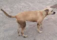 VIKI