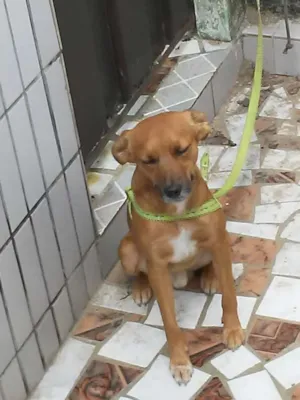 Cachorro raça Vira lata idade 2 a 6 meses nome Bigo