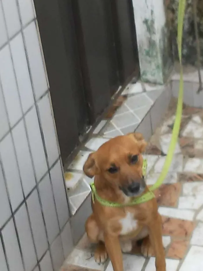 Cachorro raça Vira lata idade 2 a 6 meses nome Bigo