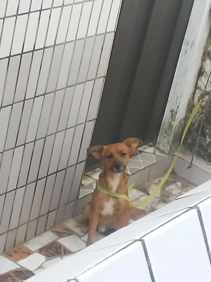Cachorro raça Vira lata idade 2 a 6 meses nome Bigo