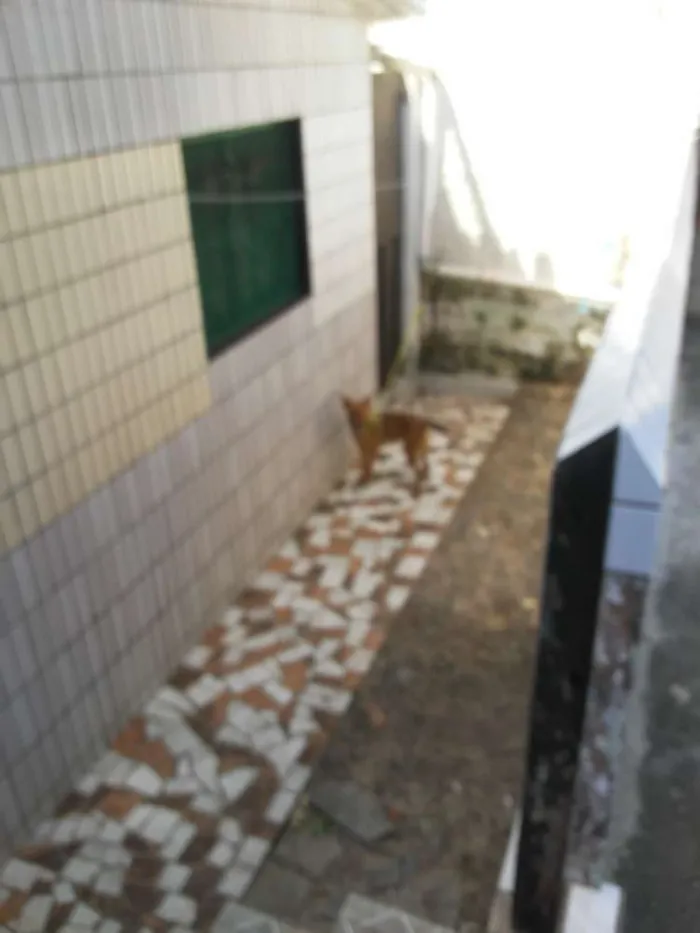 Cachorro raça Vira lata idade 2 a 6 meses nome Bigo