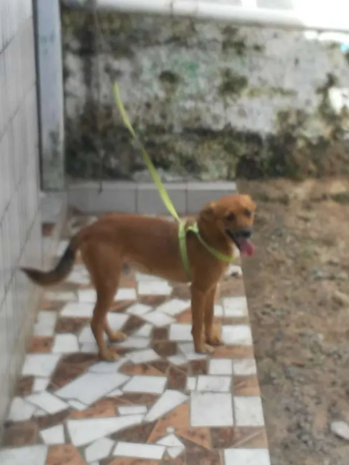 Cachorro raça Vira lata idade 2 a 6 meses nome Bigo