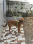 Bigo