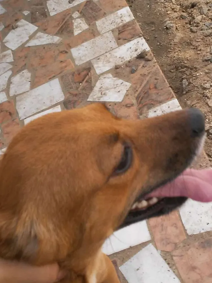 Cachorro raça Vira lata idade 2 a 6 meses nome Bigo