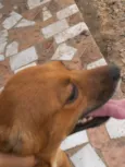Bigo
