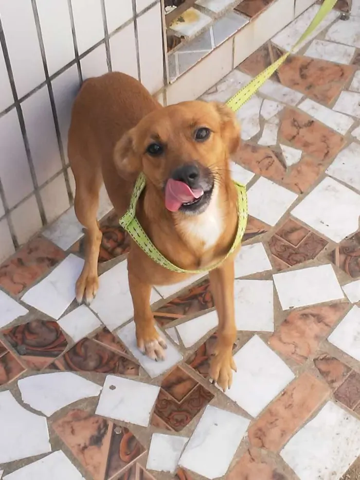 Cachorro raça Vira lata idade 2 a 6 meses nome Bigo