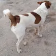 PINTADO