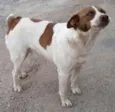 PINTADO