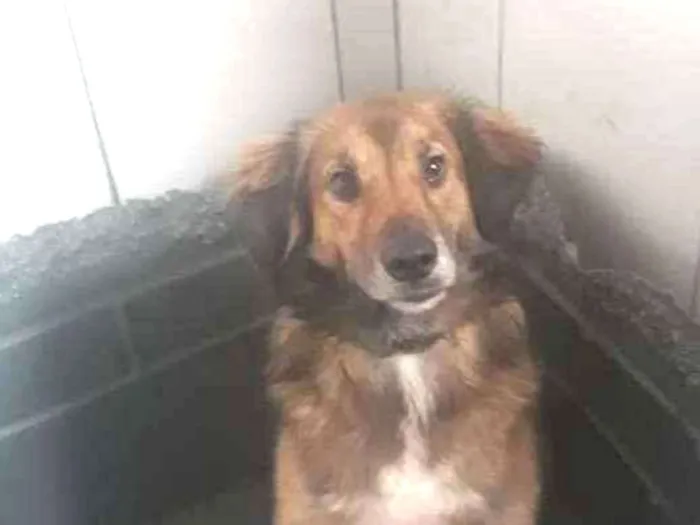 Cachorro ra a SRD idade 2 anos nome Delo