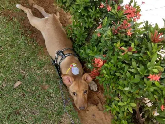 Cachorro raça Acho que é Vira Lata idade 2 a 6 meses nome Raulf