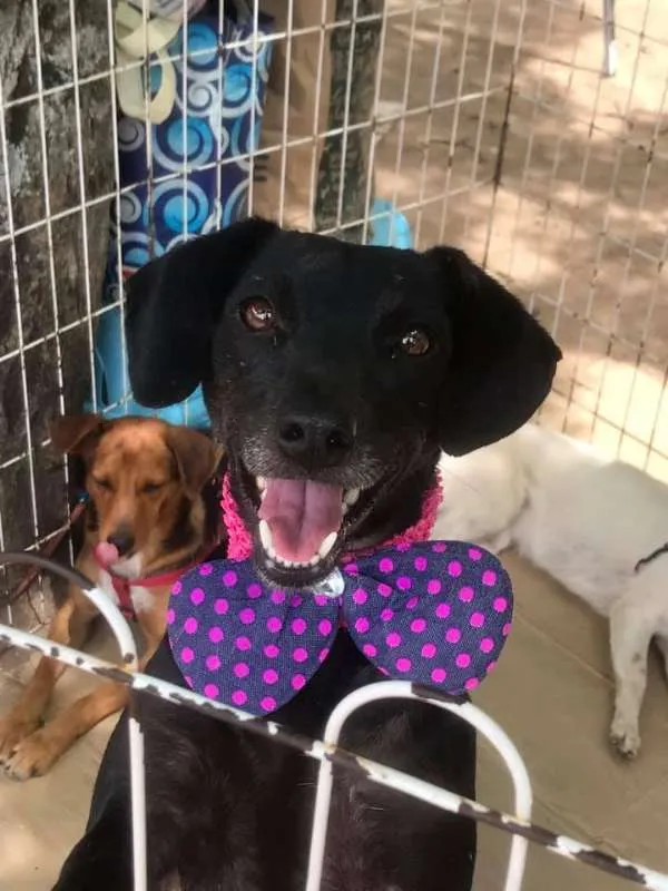 Cachorro ra a srd idade 2 anos nome Bombom