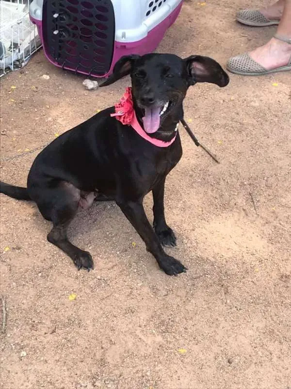 Cachorro ra a srd idade 2 anos nome Bombom