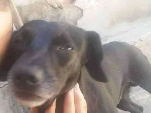 Cachorro raça VIRA-LATA idade 7 a 11 meses nome LIKE