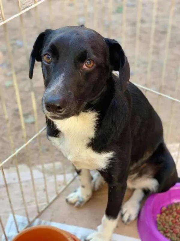 Cachorro ra a SRD idade 7 a 11 meses nome Bob