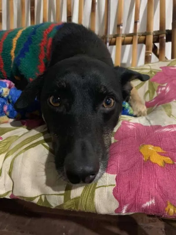 Cachorro ra a srd idade 3 anos nome Keko