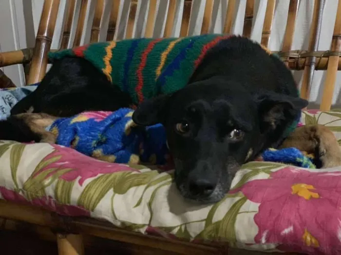 Cachorro ra a srd idade 3 anos nome Keko