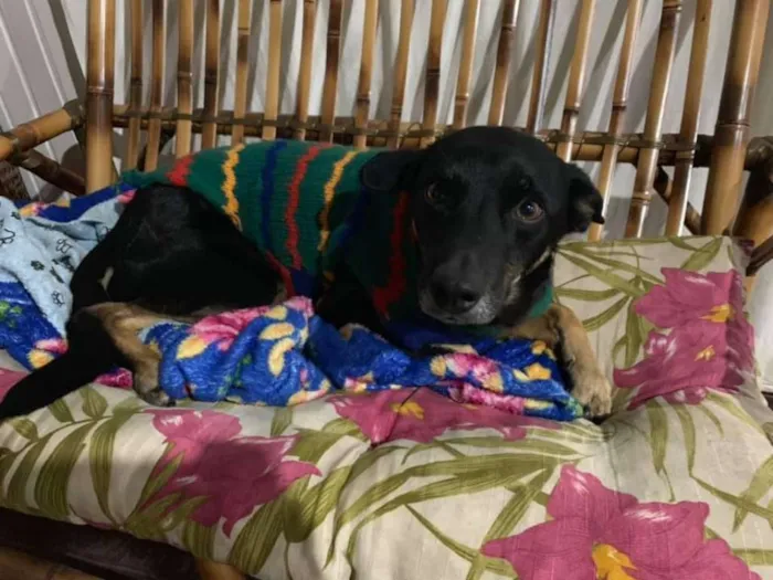 Cachorro ra a srd idade 3 anos nome Keko