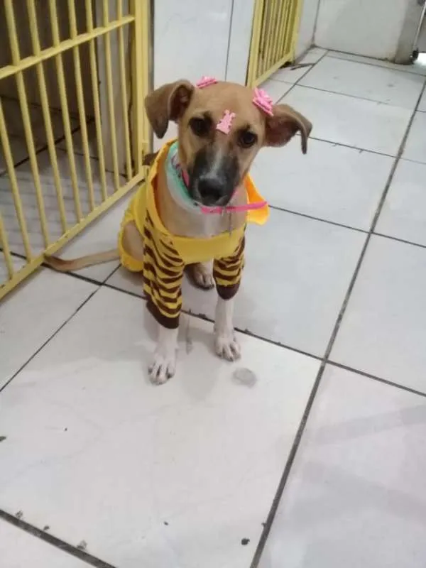 Cachorro ra a srd idade 7 a 11 meses nome Mel