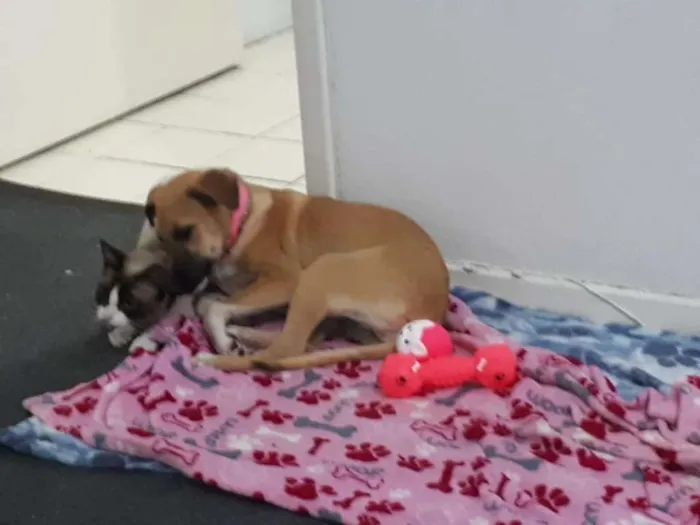 Cachorro ra a srd idade 7 a 11 meses nome Mel