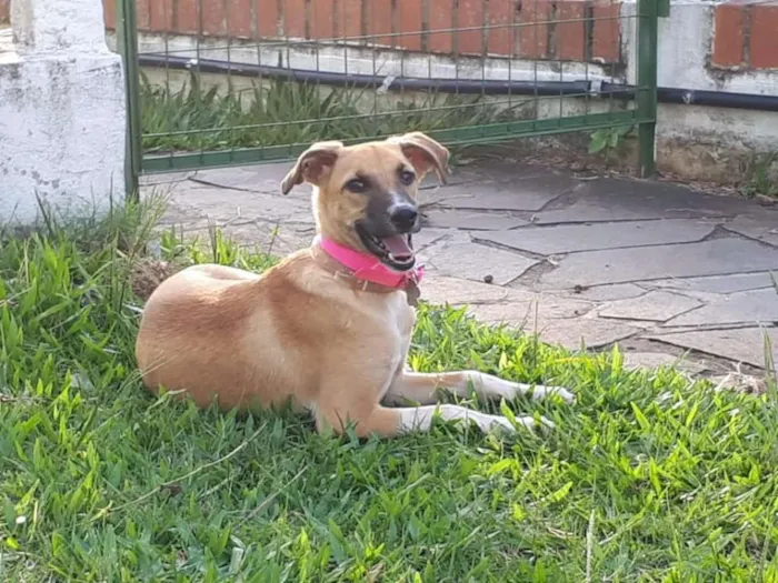 Cachorro ra a srd idade 7 a 11 meses nome Mel