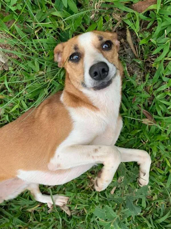 Cachorro ra a srd idade 2 anos nome Patati