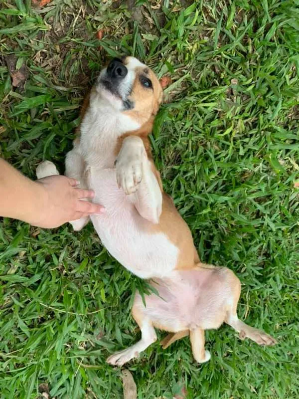 Cachorro ra a srd idade 2 anos nome Patati