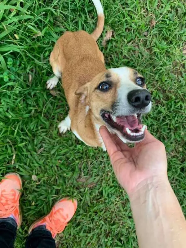 Cachorro ra a srd idade 2 anos nome Patati