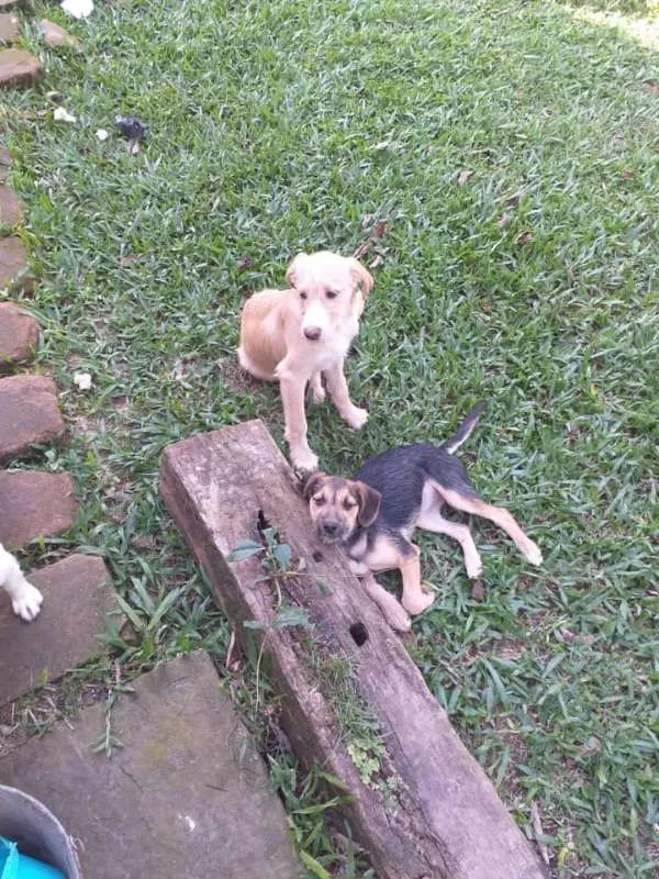 Cachorro ra a srd idade 2 a 6 meses nome lia e lord