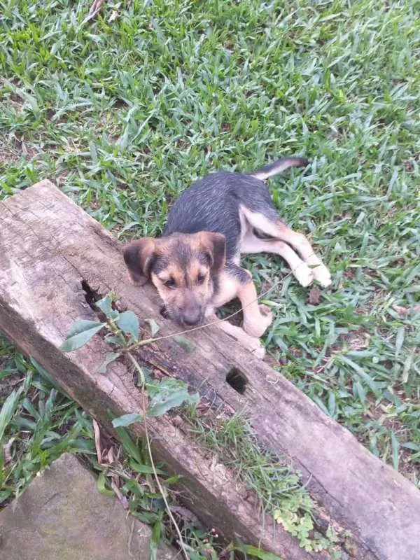 Cachorro ra a srd idade 2 a 6 meses nome lia e lord