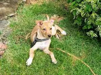 Cachorro raça Acho que é Vira Lata idade 2 a 6 meses nome Raulf